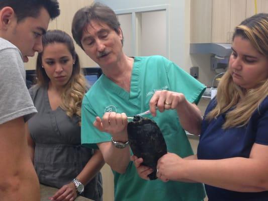 Dr. demonstrating how to medicate a pet turtle.