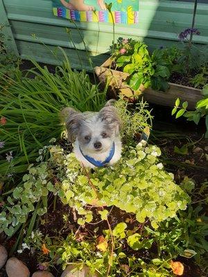 Maxi after being groomed