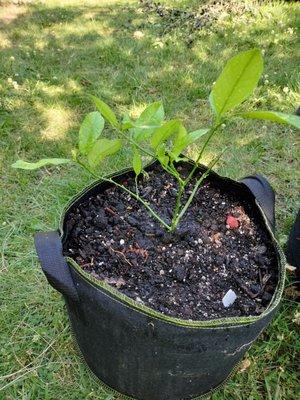 Meyer Lemon Tree