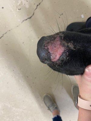 A dog was trying to escape and rubbed his face on the messed up unsafe kennel, owner wasn't concerned. She said it happens sometimes.