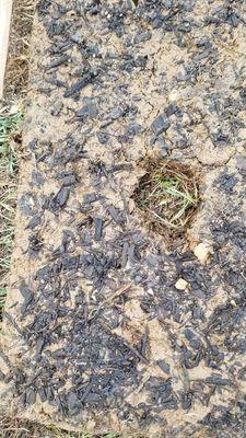 Mulch under my sod where topsoil and roots should be growing.