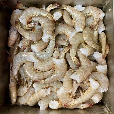 Shrimp