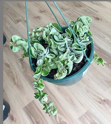 Huge variegated Hoya Compacta in a 8" hanging basket, 1 available