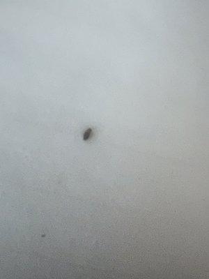 The bug on my bed under my sheets