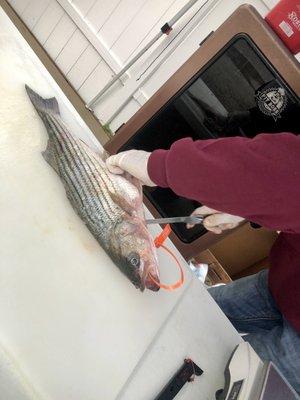 Fresh Rockfish!!!!! Look at them eyes!!