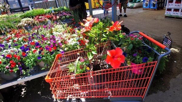 Taking a hibiscus home with me