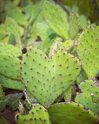 Heart shaped cactus along the trails in the flood control basin