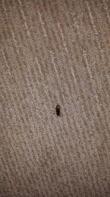 Roach on carpet. Yes, they were everywhere like the Google reviews warned.