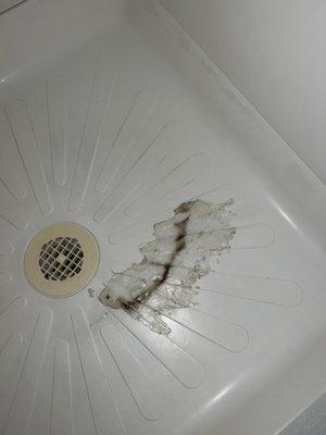 Mold (or take your best guess) in the shower