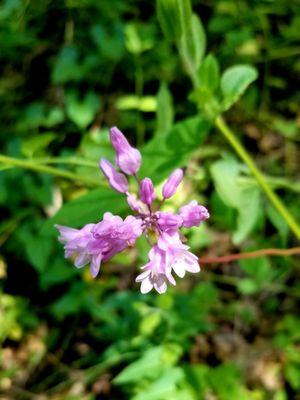 More wildflowers!