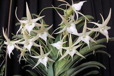 Angraecum Crestwood