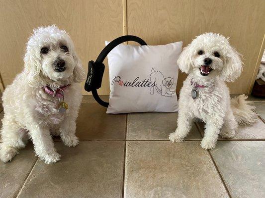 The Pawlattes team Roxy & Bella.