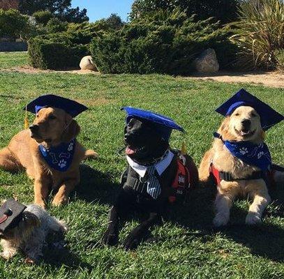 Have you checked out our docuseries "Puppy Prep" on Youtube or Hulu? Here are some of the Puppy Prep Graduates!