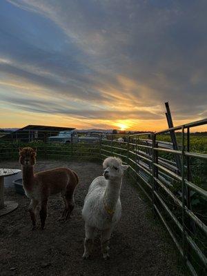 Rescue alpacas grateful for their new home