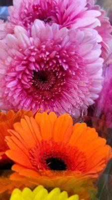 Gerber daisies - my happy flowers!