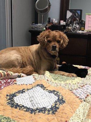 Melody's 1st haircut in Hicksville Petco by Joey