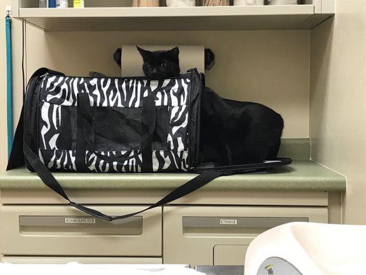 My shy scaredy cat Hutch cautiously exploring the exam room