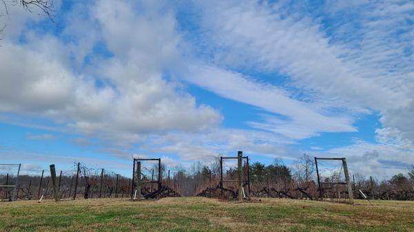 Hanover Park Vineyard