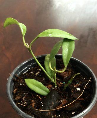 Hoya Lacunosa