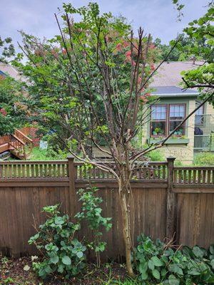 Pruned tree