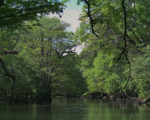 Chipola River Vista