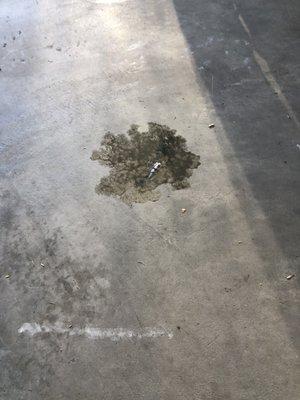 Oil spot under the bike