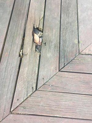 Deck repairs.