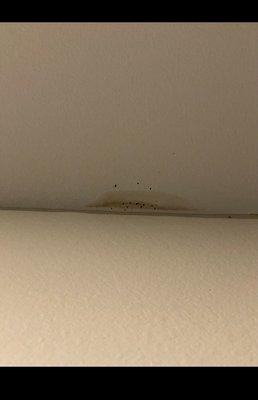 Mold on ceiling