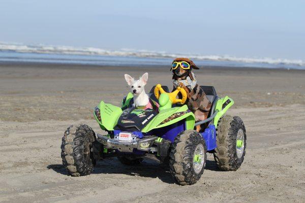 Portland Dachshund Rescue, Inc. Spokes-dog Hank riding a four wheeler.