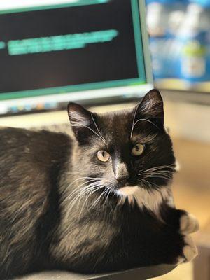 Boots (aka Cash) helping his human work from home.