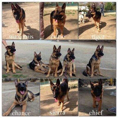 6 month puppy play date! Bulk & Red German Shepherds AKC