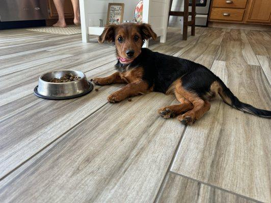 Lazy dog lies down while eating.  14 weeks and learning