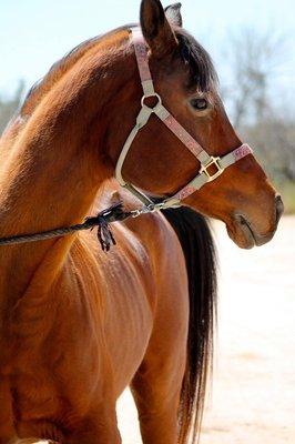 Tanque Verde Stables