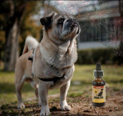 Fireworks have your fur baby stressed out? Try calming their frayed nerves with CBD.