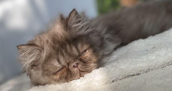 Kovu, a beautifully handsome chocolate smoke persian male adopted by Addison Ann from PRECIOUS POMS N PERSIANS for $1,400