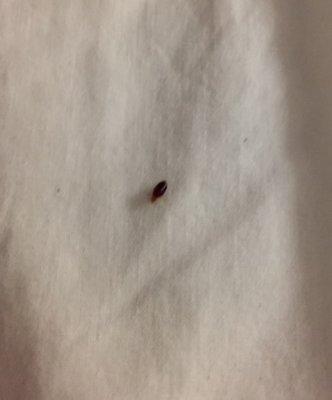 approx 6 bed bugs