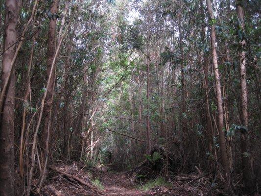 Haleakala Ridge Trail