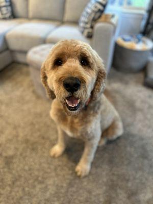 GoldenDoodle Grooming