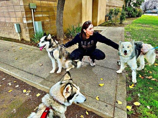 Husky boy, Balto, doing a meet and greet with our pups. He is sooo sweet!