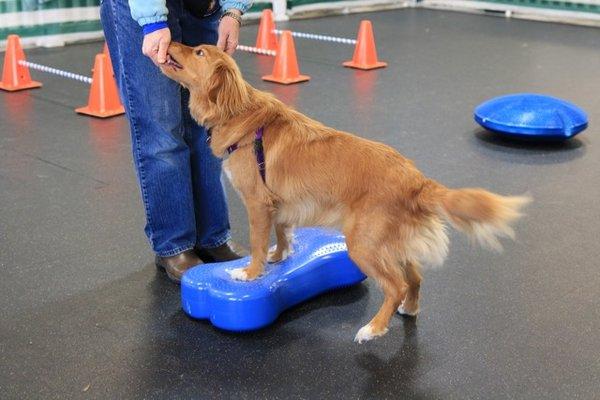 Ellie working on core strengthening exercises.