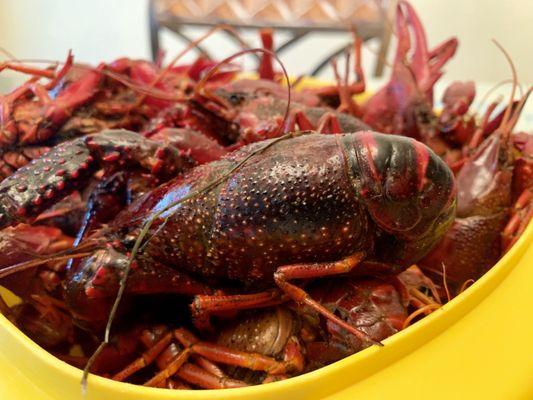 Freshly Cajun boiled crawfish.