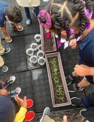 Science project! They were so excited to see what they could grow.