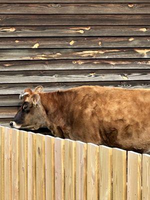 Cows at Crump Park