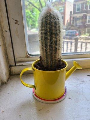 Cute cactus