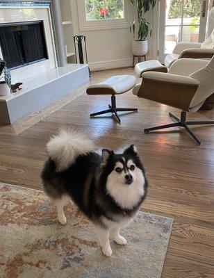 Lady Bandit is proud of her new cut! no more furballs under the couch!!!