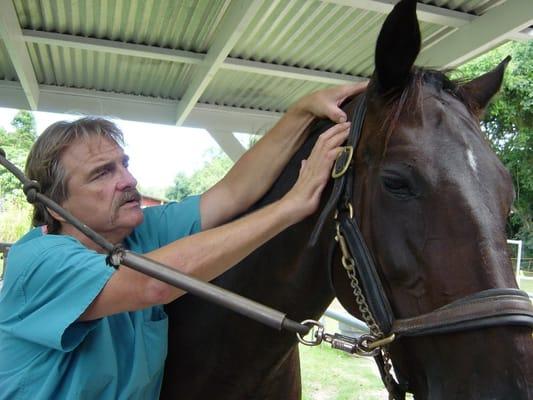 Dr. Basko works on a horse patient.