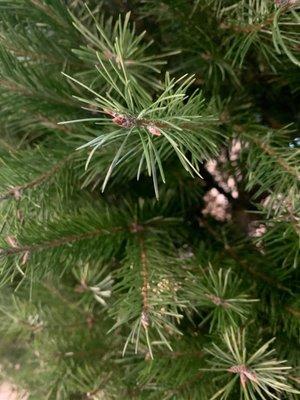 Super soft Douglas Fir Needles up close