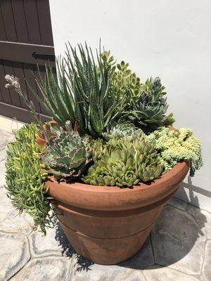 Succulents combination