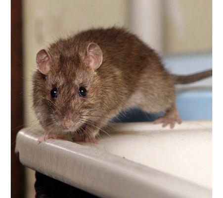 Mice can be problem to people and there health.