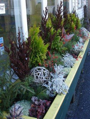 Safflowers flower shop store front window box